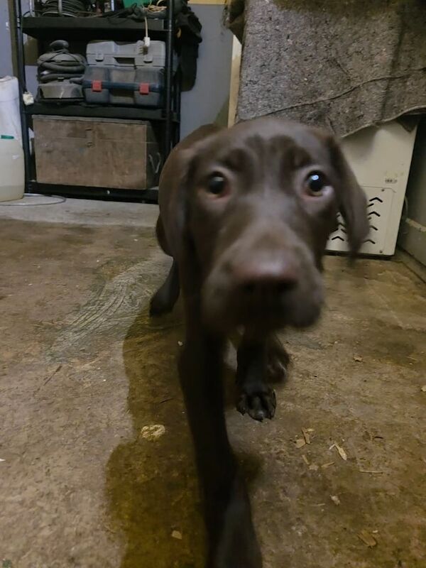 German Pointer puppies for sale in Portglenone, County Antrim – 10 weeks old