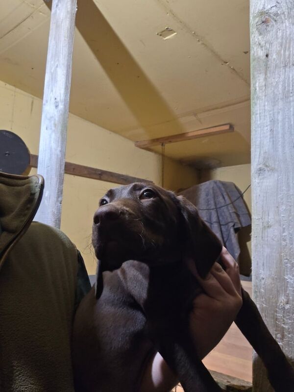 German Pointer puppies for sale in Portglenone, County Antrim – 10 weeks old - Image 2 of 3