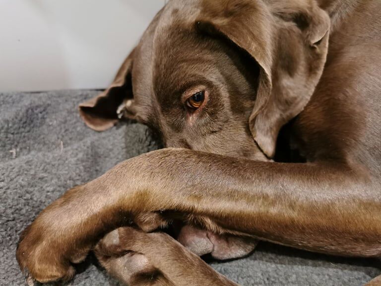 German Pointer puppies for sale in Glastonbury, Somerset – 7 years old