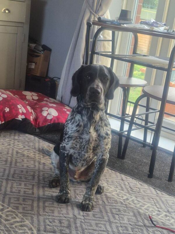 German Pointer Puppies For Sale Under £1,000
