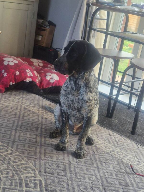 Springer x pointer - Image 2 of 3