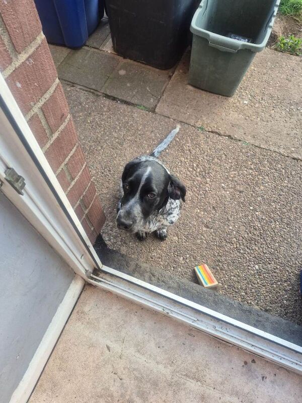 Springer x pointer - Image 3 of 3